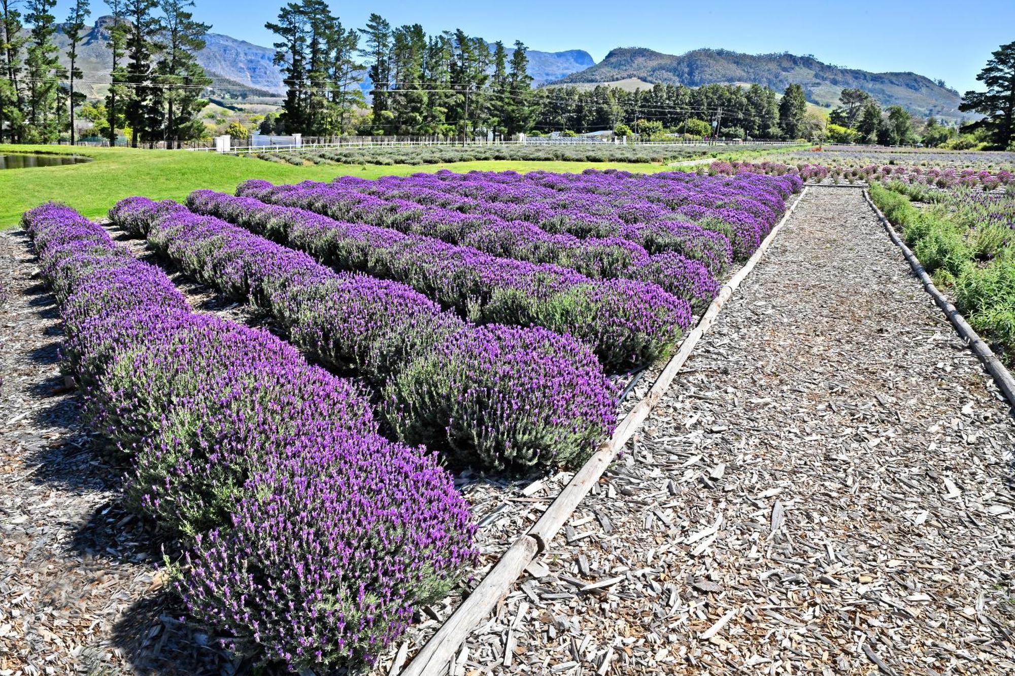 Lavender Farm Boutique Guest House Franschhoek Exteriér fotografie