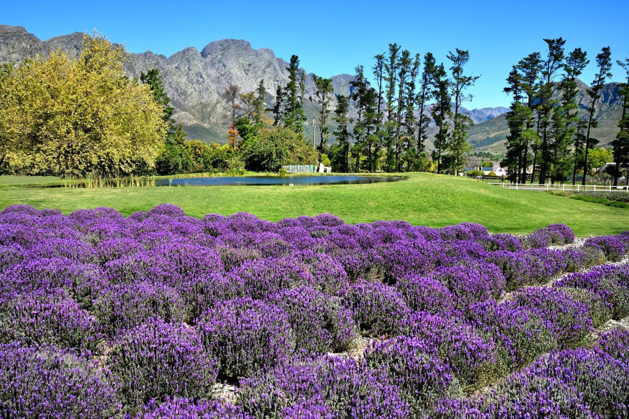 Lavender Farm Boutique Guest House Franschhoek Exteriér fotografie