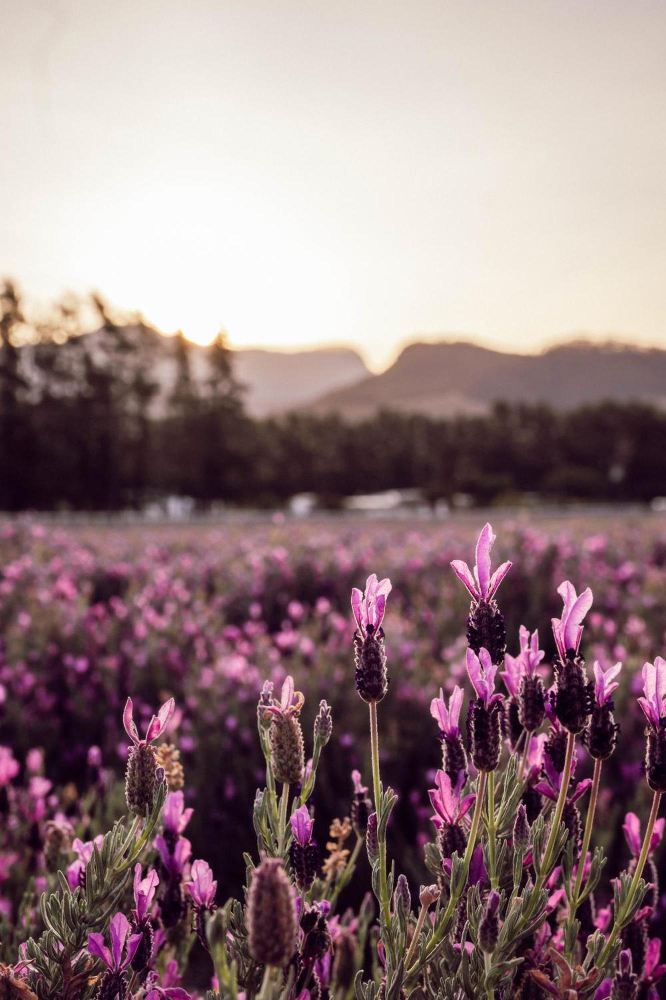 Lavender Farm Boutique Guest House Franschhoek Exteriér fotografie