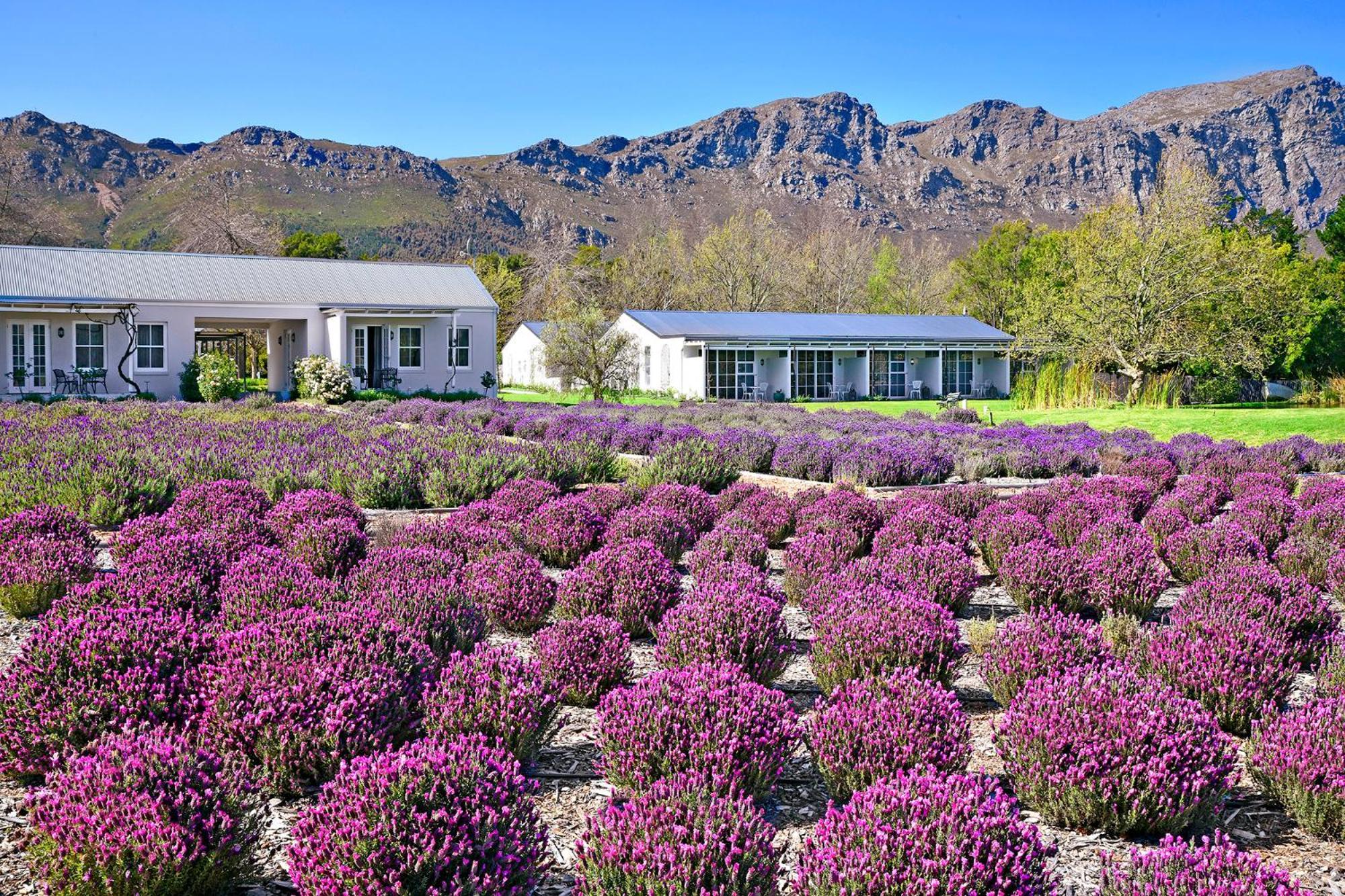 Lavender Farm Boutique Guest House Franschhoek Exteriér fotografie