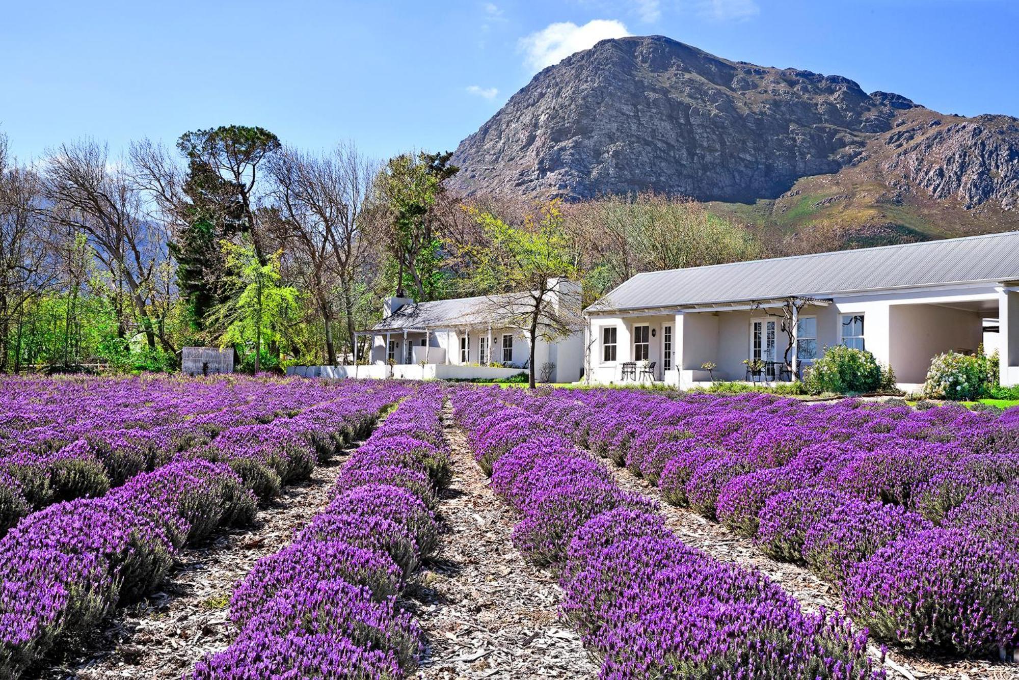 Lavender Farm Boutique Guest House Franschhoek Exteriér fotografie