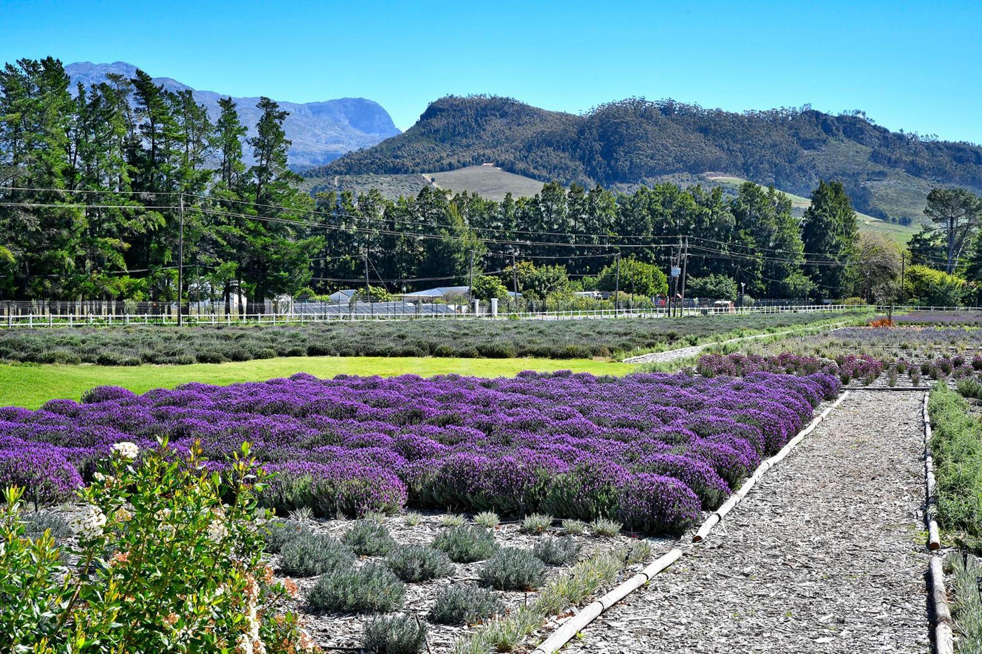 Lavender Farm Boutique Guest House Franschhoek Exteriér fotografie