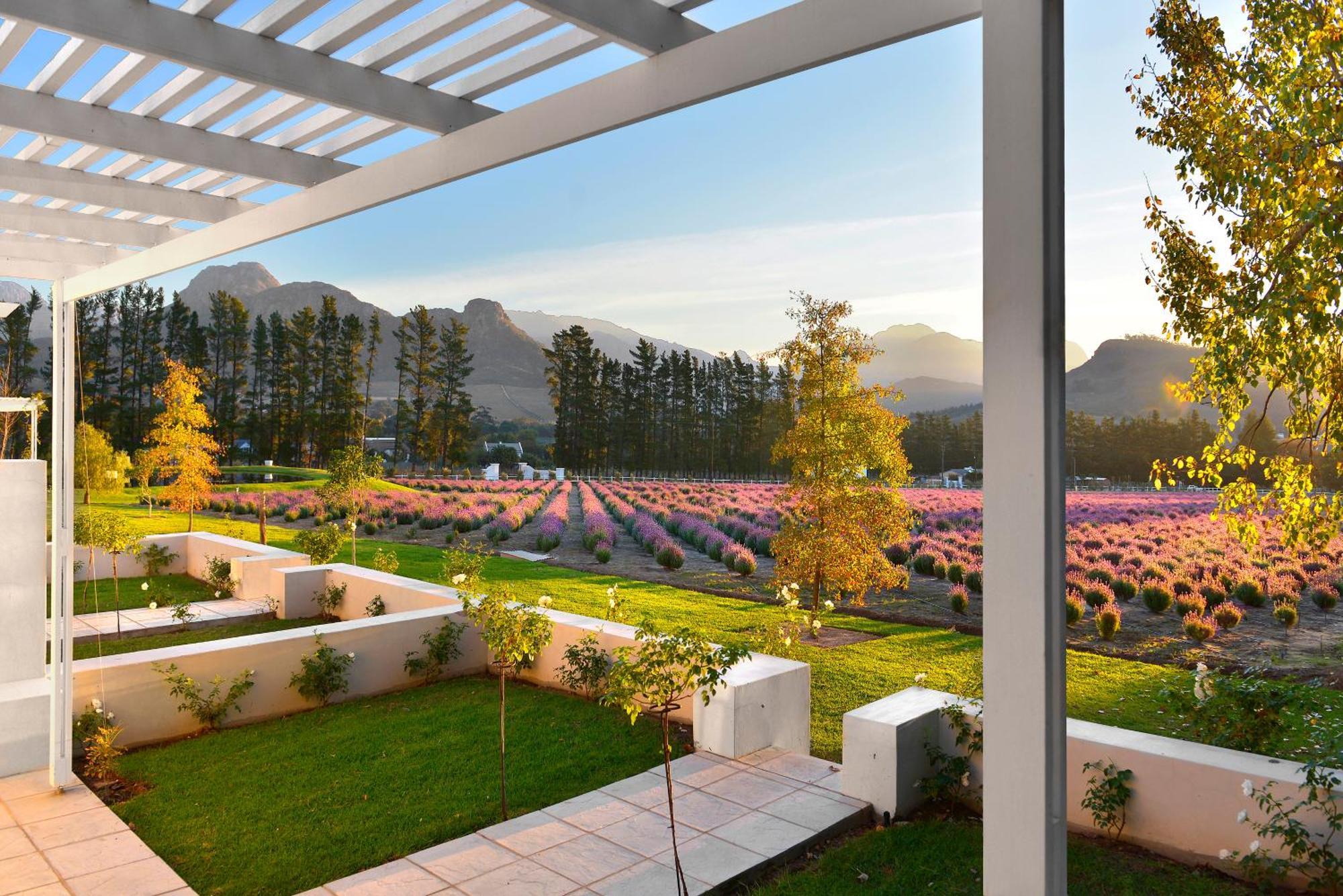 Lavender Farm Boutique Guest House Franschhoek Exteriér fotografie