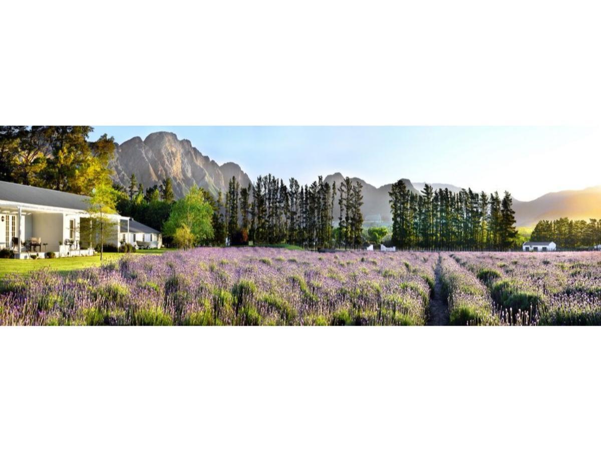 Lavender Farm Boutique Guest House Franschhoek Exteriér fotografie